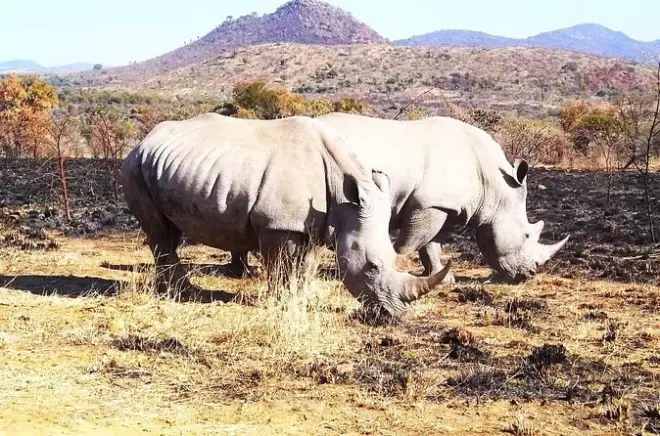 Pilanesberg ab Pretoria: Tagestour mit Pirschfahrt im Fahrzeug