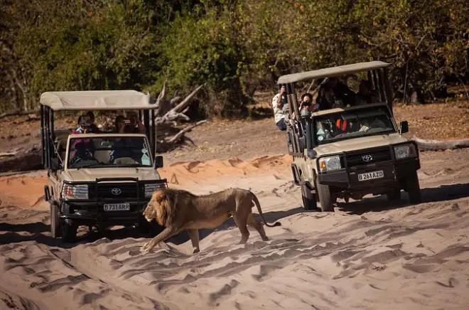 Chobe Day Trip from Victoria Falls: River & Game Drive