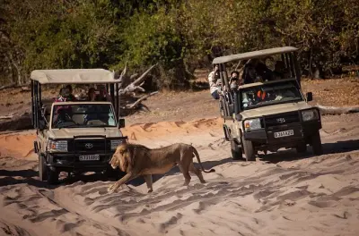 Chobe Day Trip from Victoria Falls: River & Game Drive