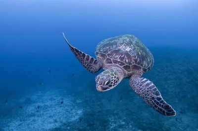 Scuba dive yakushima’s isso sites with a local guide, hotel pickup, full equipment, and flexible dive options. discover the island’s unique forest-ocean link.