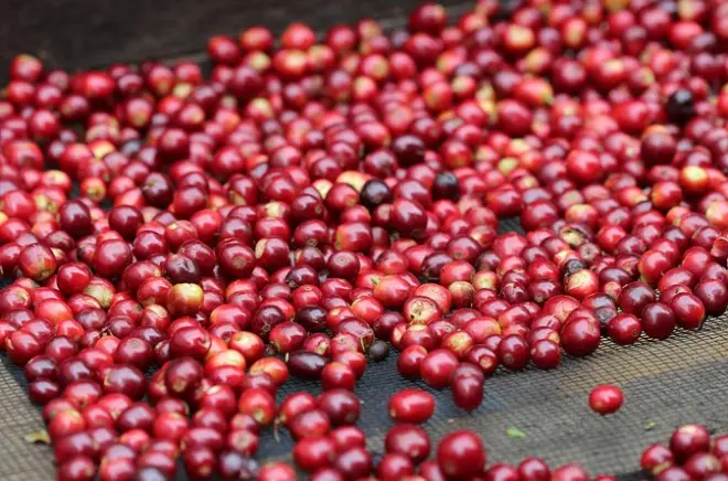 Café de especialidad en Boquete: De la finca a la taza