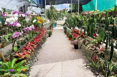 Da Tarapoto, orchidee e sorgenti termali sulla strada del caffè