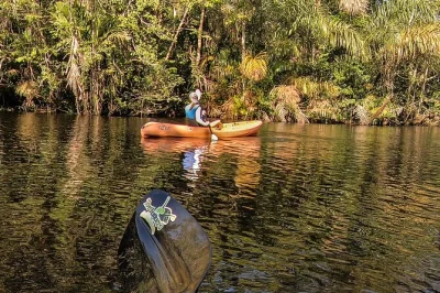 Kayak through tortuguero’s winding canals, spot monkeys and birds up close, and paddle with a local guide. includes all gear and options for every fitness level.
