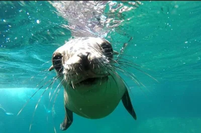 Nade com leões-marinhos, faça snorkel nos recifes de coral e aproveite um ceviche na isla espíritu santo. inclui passeio de barco, almoço, equipamento de snorkel e guia local saindo de la paz.