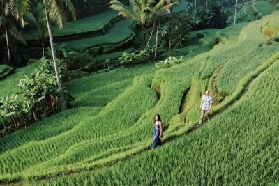 Découvrez les rizières de bali, le temple tirta empul, la cascade de tegenungan et le mont batur lors d’une journée privée avec déjeuner et prise en charge par un guide local.
