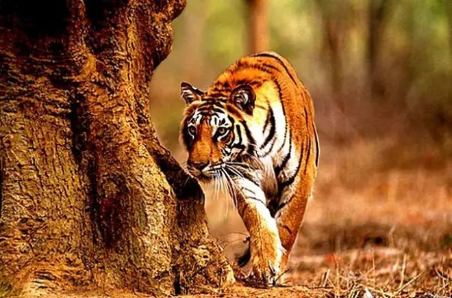 3-day Tadoba safari from Nagpur: Tigers and leopards