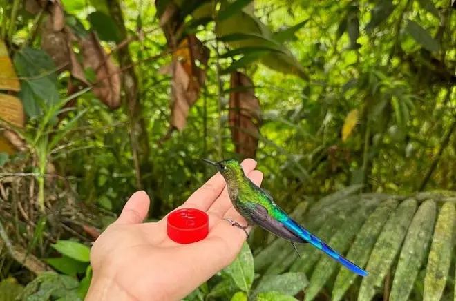 Canopy na floresta nublada de Mindo com saída de Quito e Equador