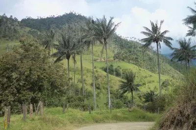 Carbonera Hike Tour Salento: Wax Palms Forest