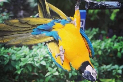 Feed wild hummingbirds by hand at rocklands bird sanctuary near montego bay, stroll peaceful gardens with a local guide, and enjoy easy hotel pickup included.