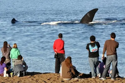 Avistamiento de ballenas en playa El Doradillo, Puerto Madryn