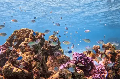 Snorkeling nella laguna di Mara'a a Tahiti con delfini e coralli