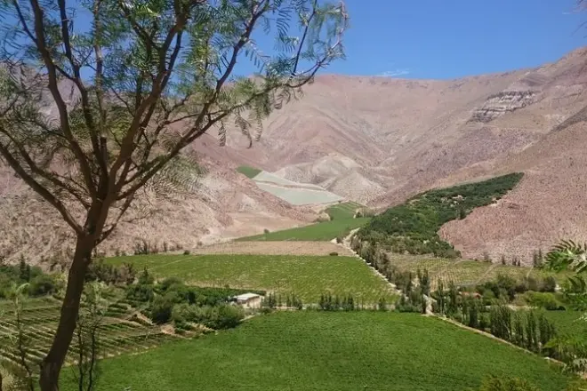 Tour por el valle de Elqui: Viñedos y pueblos de Pisco Elqui