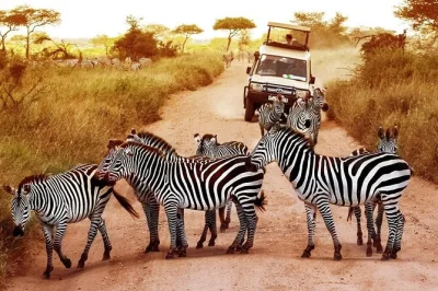 Experience a private 2-day mikumi safari from dar es salaam, spot lions and elephants, enjoy uluguru mountain views, and relax at a local lodge—includes transfers.