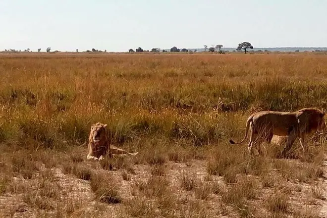 Chobe Day Trip from Livingstone: Elephants & River Wildlife