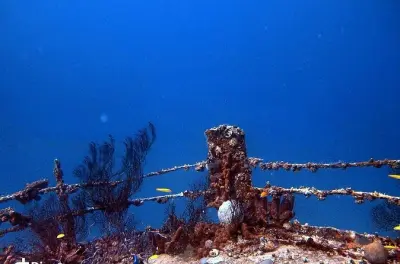 Aruba 1-Tank Night Dive for Certified Divers: Meet underwater nightlife