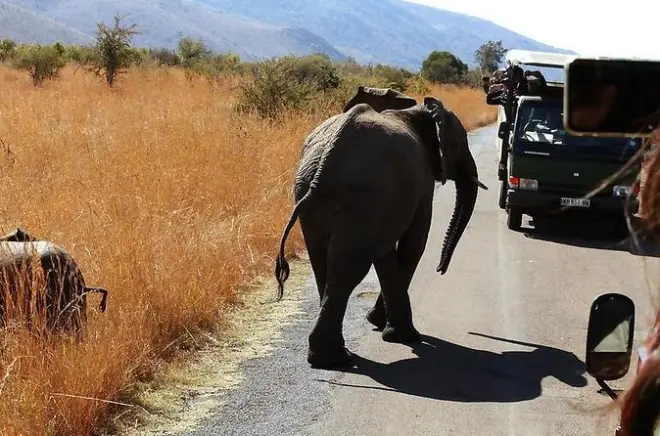 Safari en Pilanesberg desde Johannesburgo: Big Five en 3 horas