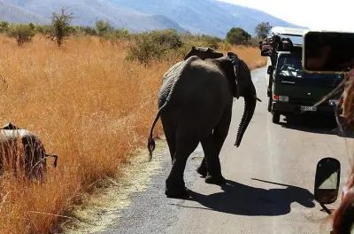Safari en Pilanesberg desde Johannesburgo: Big Five en 3 horas