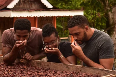 Hands-on chocolate making at fond doux, st lucia. tour the estate, taste fresh cocoa, join the “cocao-rina dance” & create your own bar. includes local guide & coconut water.