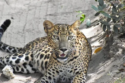 Explore wilpattu by private safari jeep with expert tracker, spot leopards and lakes, includes pickup near park gate and water. experience sri lanka’s wild side.