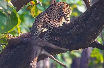 Rajaji Nationalpark Leopardensafari: Offene Jeep-Wildtier-Tour