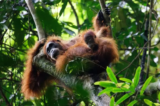 6-Day Bukit Lawang & Berastagi Tour: Jungle Trek & Volcano Hike