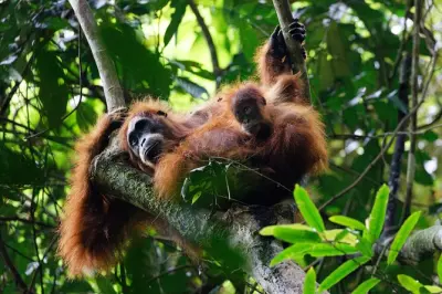 6-Day Bukit Lawang & Berastagi Tour: Jungle Trek & Volcano Hike