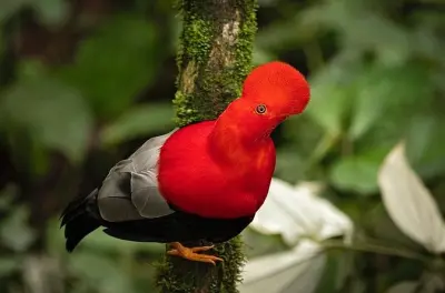 Floresta Nublada de Mindo com guia privado e beija-flores