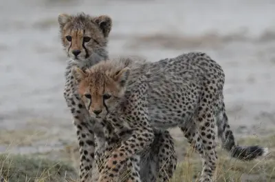 4-tägige Tansania Safari: Tarangire, Serengeti & Ngorongoro