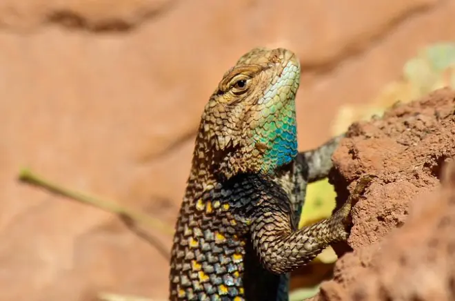 Sonora-Wüste Reptiliensuche: Königsschlangen & Gila-Monster
