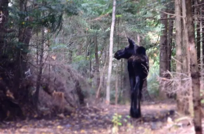Camping no Canadá: 4 dias em Algonquin, Killbear e Killarney