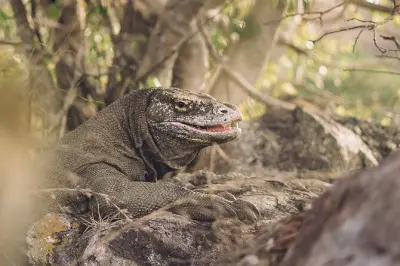 Komodo Nationalpark Tour: Padar Island, Pink Beach & Komodowarane