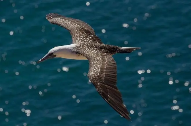 Observação de aves em Quirilluca: Ecossistemas, lontras e penhascos