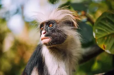 Zanzibar Tour: Monkeys, Prison Island, Stone Town, Turtles