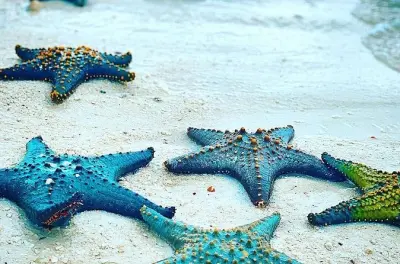 Plongée à Kizimkazi : Étoiles de mer, tortues et grottes marines