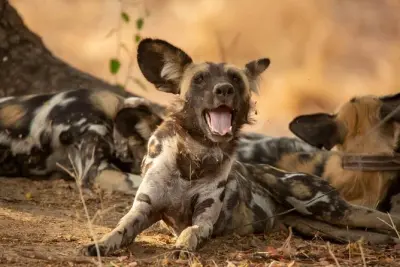 Parcs Mikumi et Nyerere : Safari bateau et village masaï en 4 jours