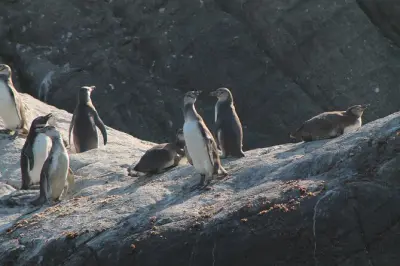 Tour de barco para Ilha dos Pinguins saindo de Zapallar: Vida selvagem em grupo pequeno