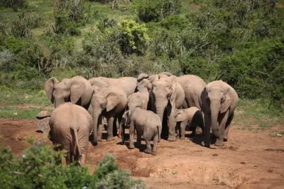 Safari en Addo Elephant desde el puerto de Port Elizabeth