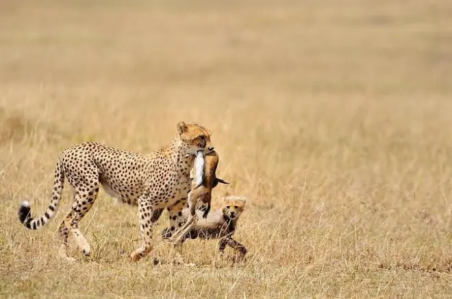 Safari de 5 dias no Serengeti, Tarangire e Ngorongoro desde Arusha