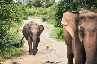 Bundala Nationalpark Safari mit flexiblen Zeiten