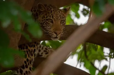 Tour fauna selvatica Mikumi: Safari e cultura Masai