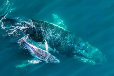 Walbeobachtung in Terrigal: Meeresbiologe an Bord
