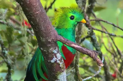 Observation du quetzal à Quepos : Matinée à San Gerardo