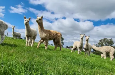 Alimenta a mano a las crías de alpaca en Irlanda del Norte