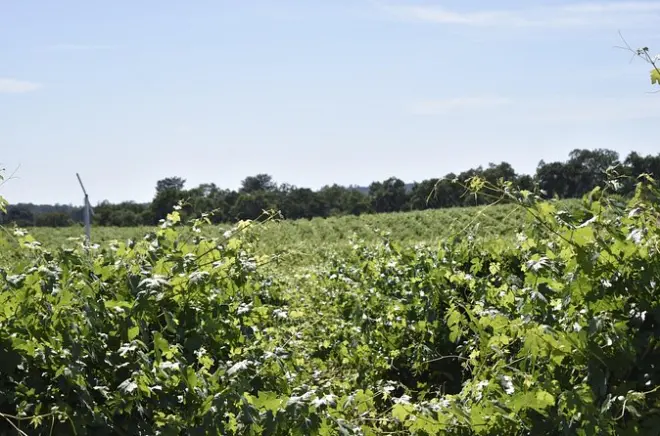 Degustação de vinhos em Lodi: Roteiro privado personalizado