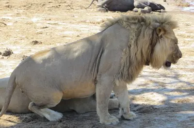 2-day Hwange safari: Bush camping with game drives