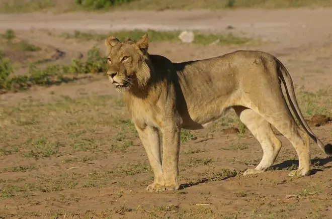 Chobe Nationalpark Safari: Pirschfahrt & Bootsfahrt