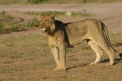 Chobe Nationalpark Safari: Pirschfahrt & Bootsfahrt