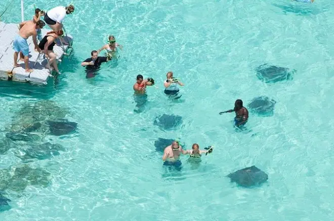 Nadar com arraias em Stingray City, Antigua