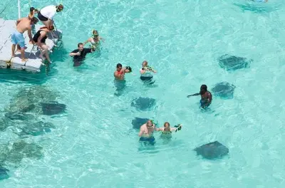 Nadar com arraias em Stingray City, Antigua