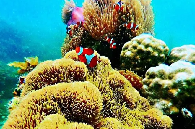 Snorkeling a Lagoi: Kelong e isola White Sand